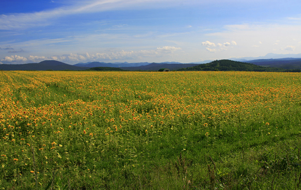 富良野～ひまわり畑_f0130737_2345724.jpg