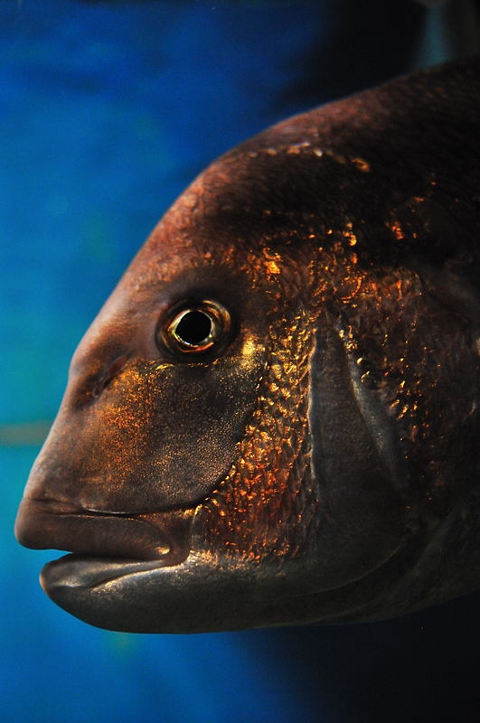 須磨水族園_d0148541_2026544.jpg