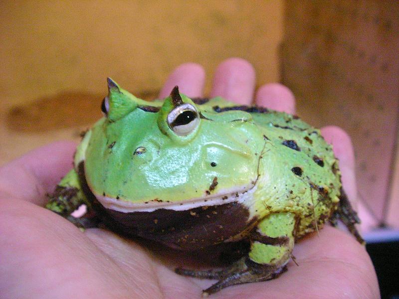 飛び入り アマゾンツノガエルの あま どっぷりエイ
