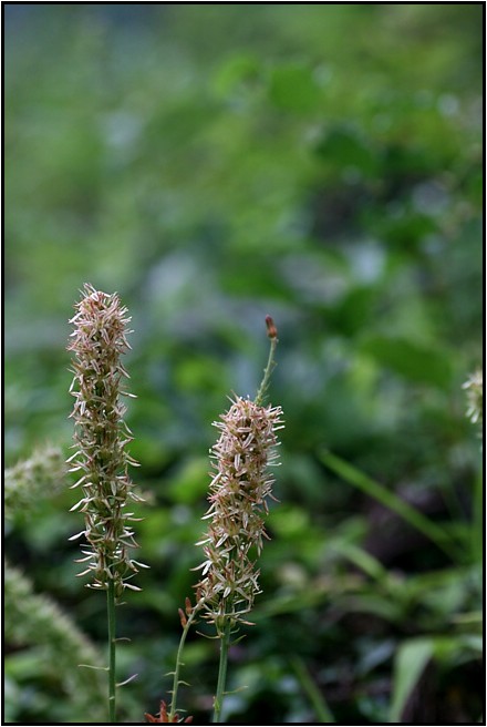 今日の野草散策　　　　　　　2009.7.22_e0091347_20462889.jpg