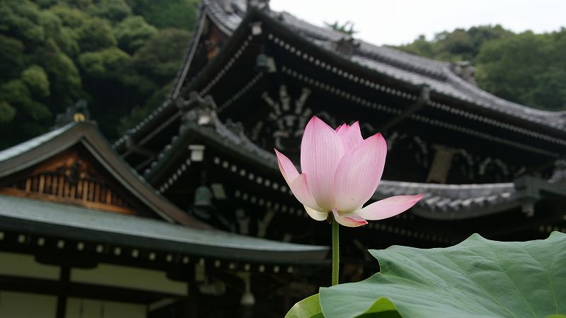 蓮 （宇治 三室戸寺 ）  (2009年07月24日)_c0119555_2328970.jpg