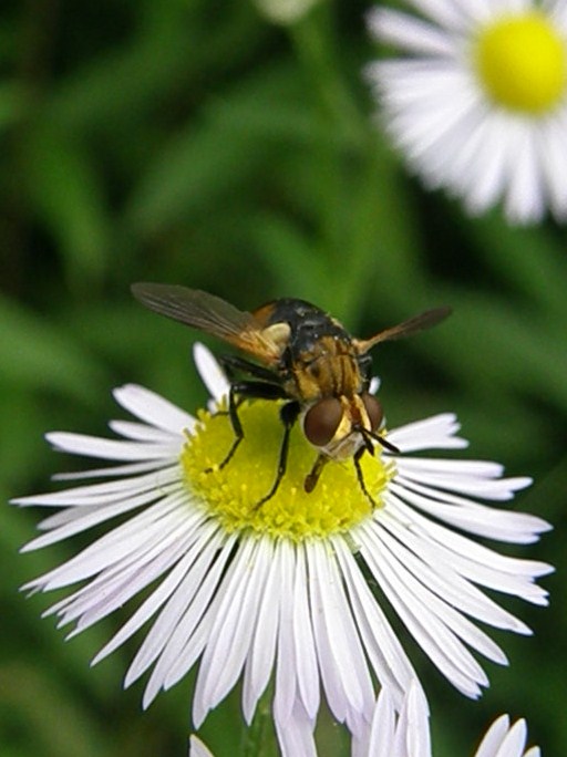 e0064158_2332384.jpg