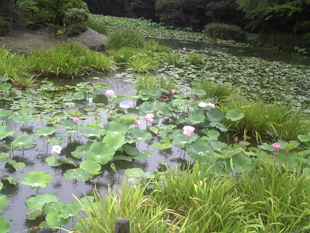 花の寺めぐり_e0181466_1235085.jpg