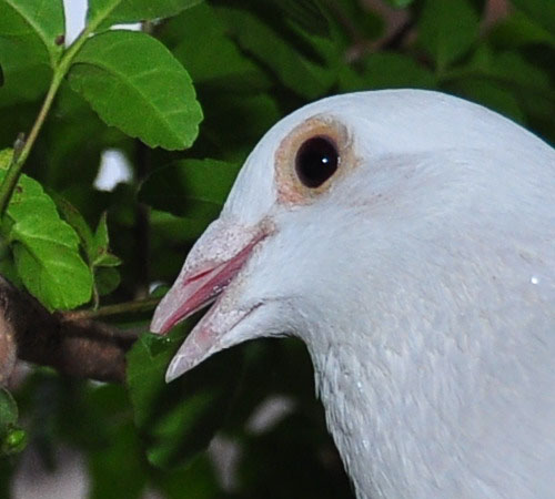 フロスト くちばしに 09 7 22 White Pigeons 白い鳩たち