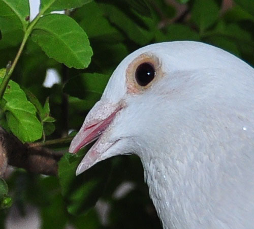 フロスト くちばしに 09 7 22 White Pigeons 白い鳩たち フロスト くちばしに 09 7 22 White Pigeons 白い鳩たち
