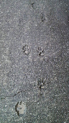 c0127670_4161018.jpg