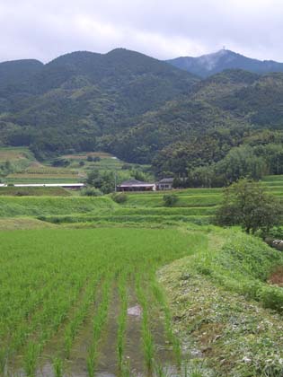前原市　　緑の季節　　　　制作工程（前半）_f0176370_162247.jpg