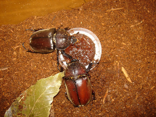 カブトムシの交尾 想い返せば 光陰流水