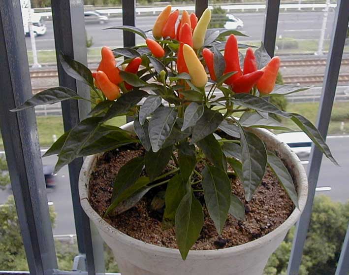 e0126576_8534337.jpg