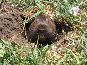 ほりねずみ　A Pocket Gopher_c0188178_1446540.jpg