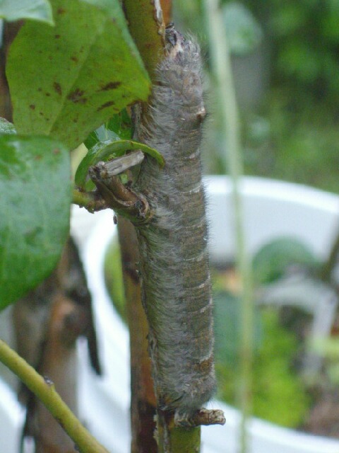 カレハガもブルーベリーの害虫でした ブルーベリーの育て方 栽培 ブルーベリー ノート Blueberrynote