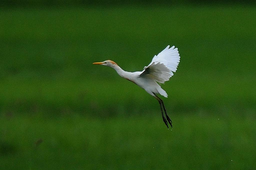 田んぼにアマサギ/日食観測の準備完了_b0024798_511511.jpg