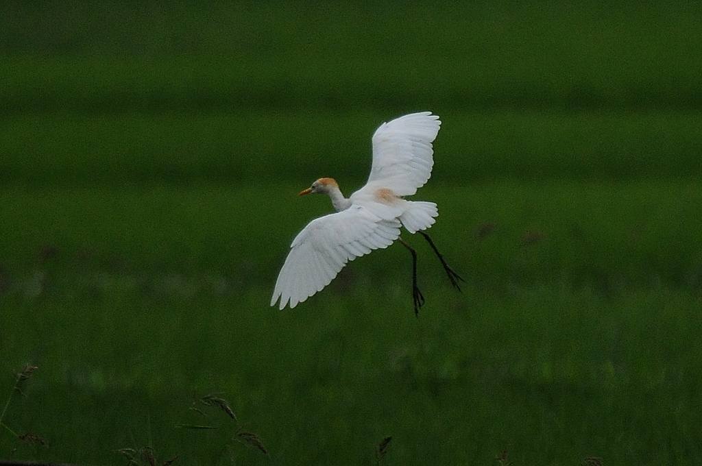 田んぼにアマサギ/日食観測の準備完了_b0024798_513750.jpg