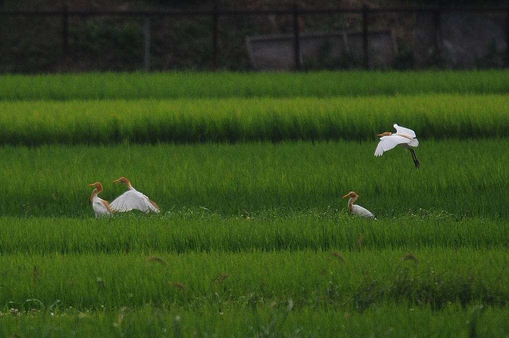 田んぼにアマサギ/日食観測の準備完了_b0024798_52164.jpg