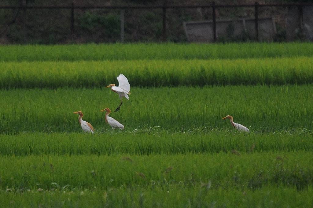 田んぼにアマサギ/日食観測の準備完了_b0024798_523275.jpg