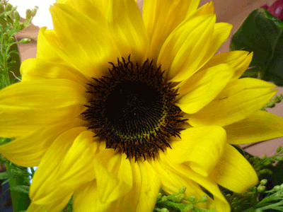 c0085098_13363592.gif