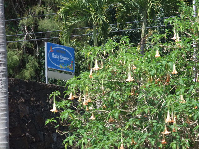 c0183801_89866.jpg