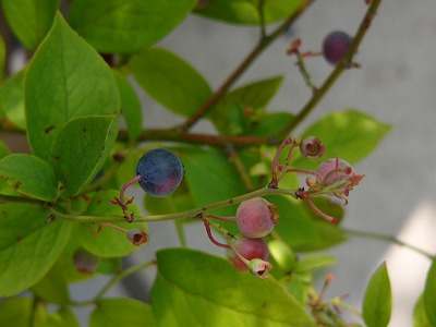 a0123003_1745249.jpg