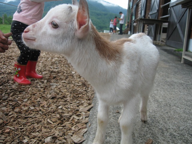 c0144703_15595090.jpg