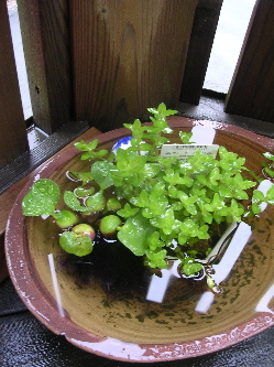 雨と睡蓮鉢とガラスなこと。_b0016206_03757.jpg