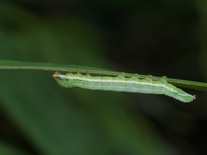 ウスキンシャチホコ　幼虫？_c0116915_2331835.jpg