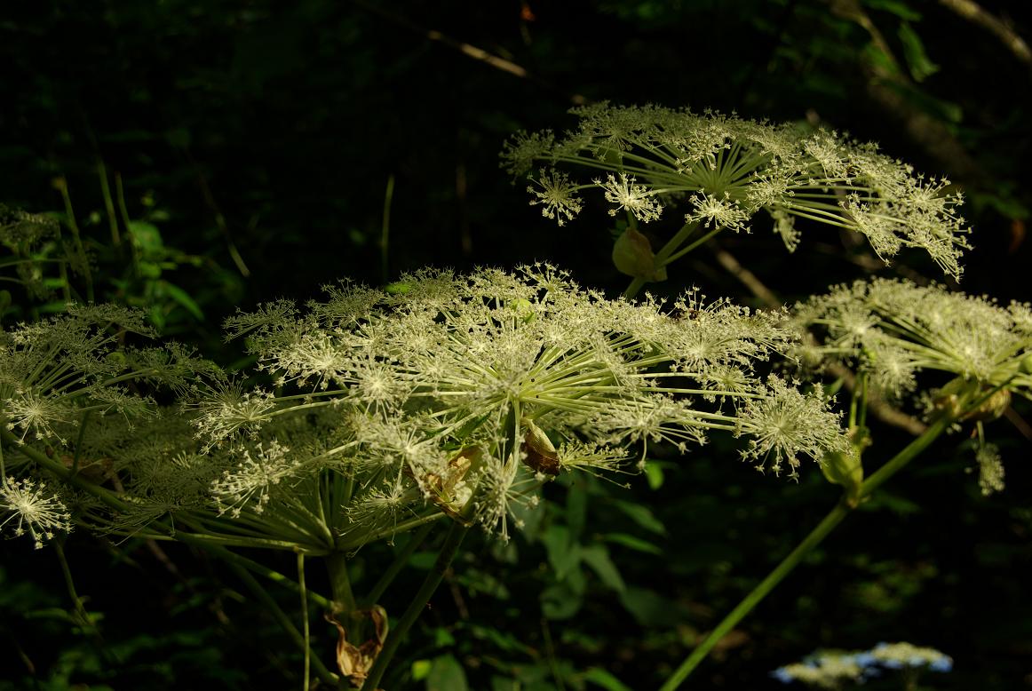 b0062024_8295277.jpg