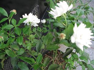f0166824_2144810.jpg