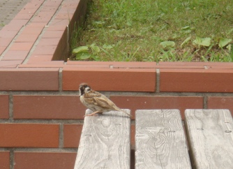 鳥たちと昼食_b0169238_203911100.jpg