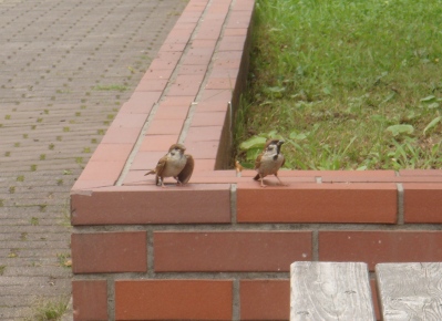 鳥たちと昼食_b0169238_20394262.jpg