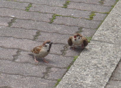 鳥たちと昼食_b0169238_2040730.jpg