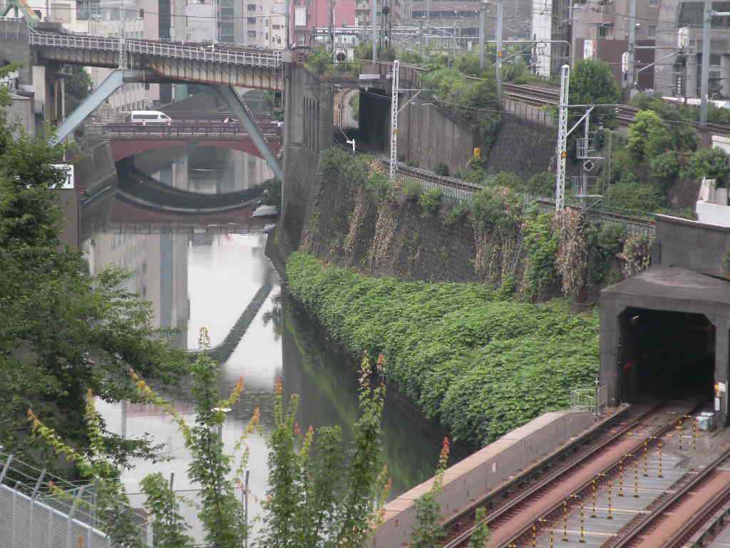 ７月２３日　　臥して見る秋海棠の木末かな　　子規_f0117041_21355086.jpg