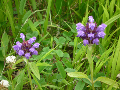 f0095745_11272178.jpg