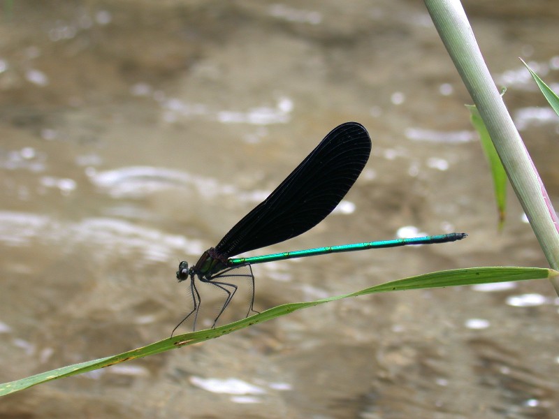 ハグロトンボ カワトンボ科 加茂のトンボ トンボ狂会