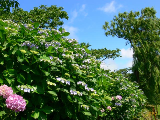 紫陽花・見ごろ_f0166871_8101733.jpg