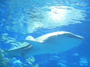 b0174875_79516.jpg