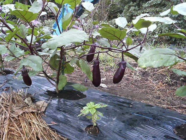 ２００９　夏野菜収穫　はじまりました　_e0001779_0153811.jpg