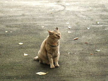 2009年7月　ツルヤ　浅野屋　腸詰屋_f0039281_921714.jpg