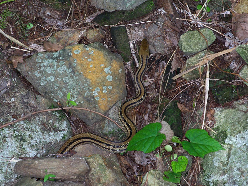 シマヘビ（舞鶴公園 2009/07/18撮影）_f0204094_22142039.jpg