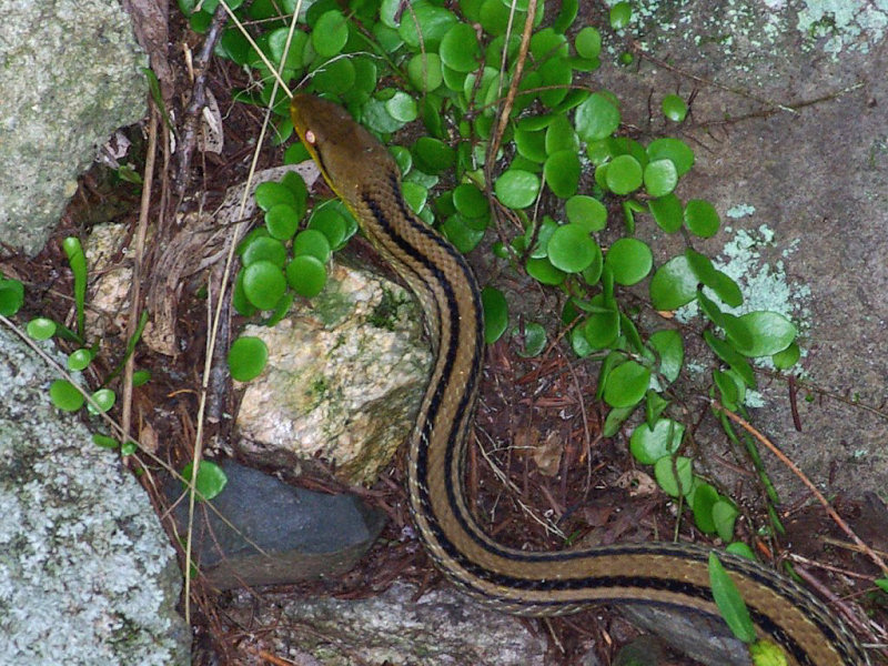 シマヘビ（舞鶴公園 2009/07/18撮影）_f0204094_22144764.jpg