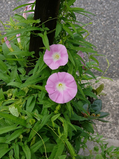 a0123003_17165355.jpg