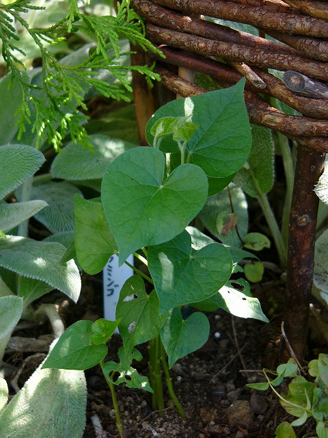 a0123003_1748178.jpg