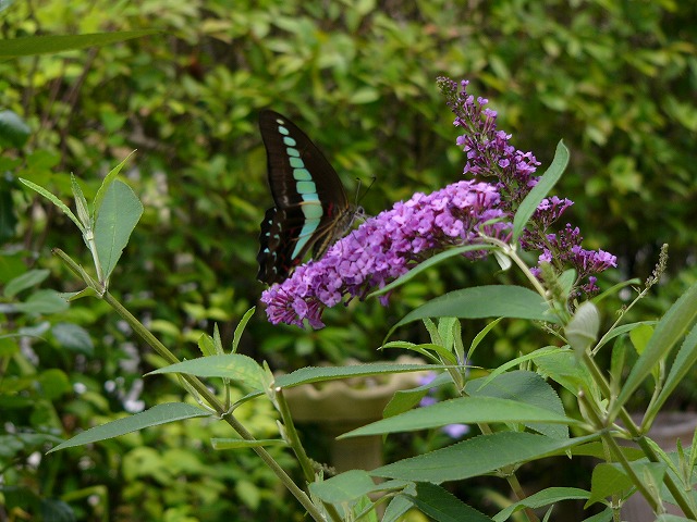 a0123003_18135582.jpg