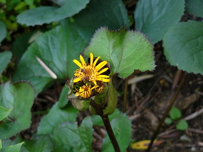 a0123003_1853965.jpg