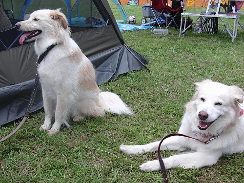 コーシング会場でのシロフワンズ　/　Shirofuwans at the coursing event_a0032004_21334999.jpg