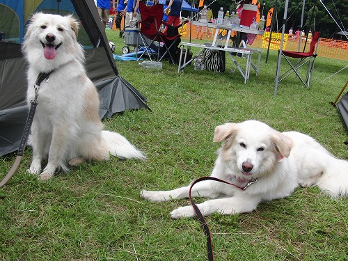 コーシング会場でのシロフワンズ　/　Shirofuwans at the coursing event_a0032004_2135413.jpg