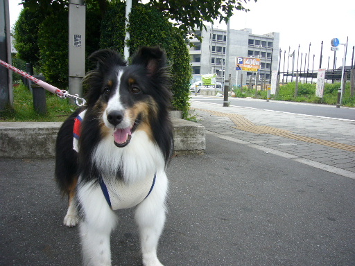 e0130008_20432425.jpg