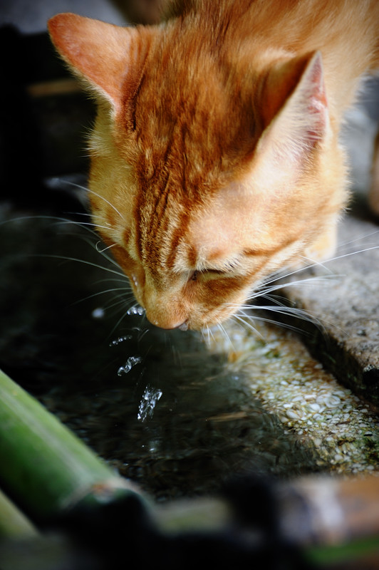 街角ニャンコ･チャトラの水飲み姿_f0032011_2023287.jpg