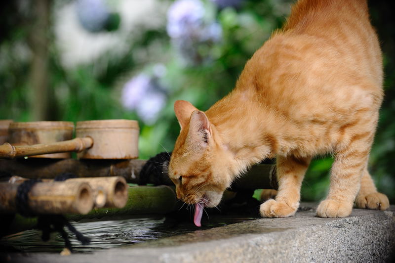 街角ニャンコ･チャトラの水飲み姿_f0032011_2024221.jpg