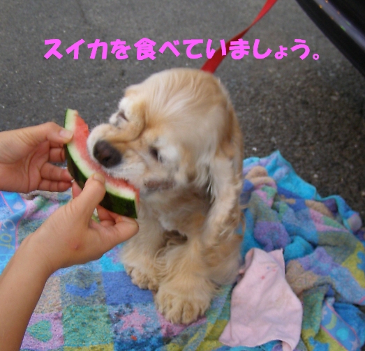 夏は、ソフトに限る・・・_b0067012_21473753.jpg