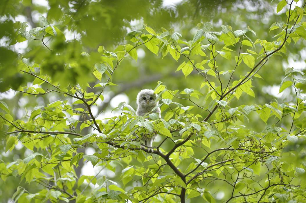 フクロウの森の思い出から　_d0098721_19153511.jpg